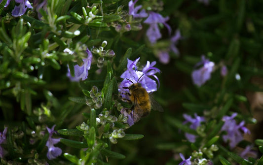 Rosemary - Simpson's Nurseries Ltd