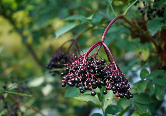 Sambucus (Elder) - Simpson's Nurseries Ltd