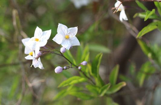 Solanum (Chilean Potato) - Simpson's Nurseries Ltd