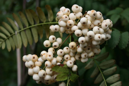 Sorbus (Rowan) - Simpson's Nurseries Ltd