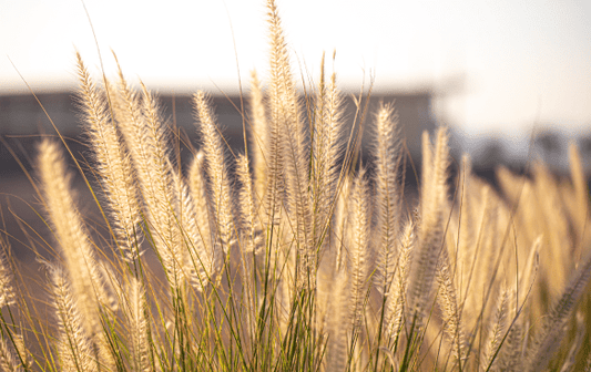 Stipa - Simpson's Nurseries Ltd
