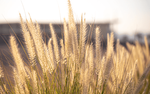 Stipa - Simpson's Nurseries Ltd