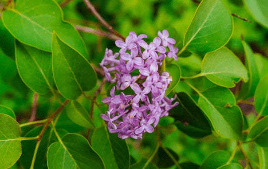 Syringa (Lilac) - Simpson's Nurseries Ltd