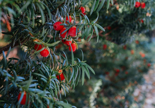 Taxus (Yew) - Simpson's Nurseries Ltd