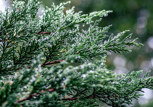 Thuja (Platycladus) - Simpson's Nurseries Ltd