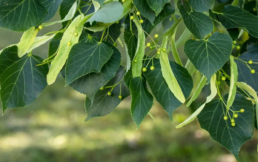 Tilia (Lime Tree) - Simpson's Nurseries Ltd