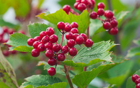 Viburnum - Simpson's Nurseries Ltd