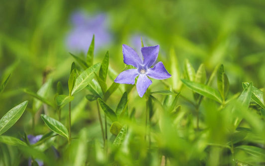 Vinca (Periwinkle) - Simpson's Nurseries Ltd