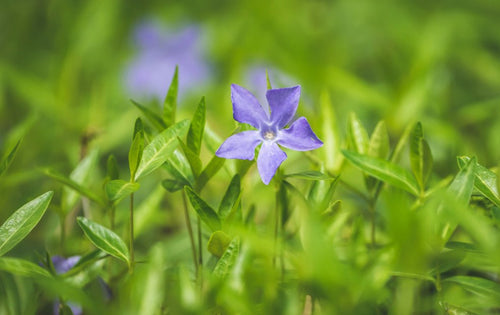 Vinca (Periwinkle) - Simpson's Nurseries Ltd