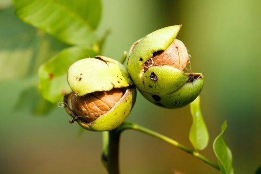 Walnut Trees - Simpson's Nurseries Ltd