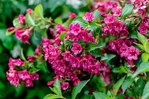 Weigela - Simpson's Nurseries Ltd