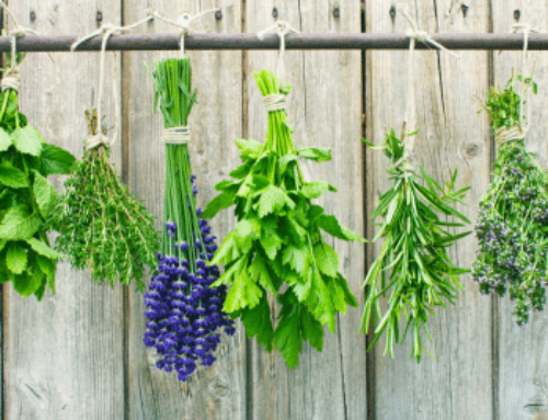 Plant herbs in your Greenhouse