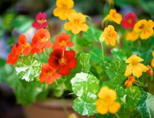 Nasturtiums