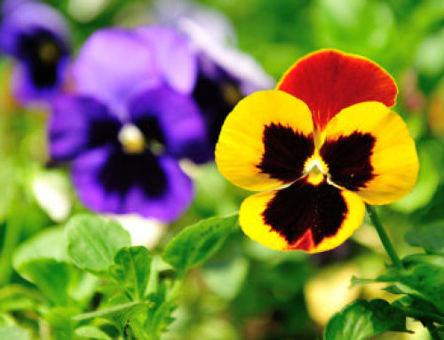 Pansies