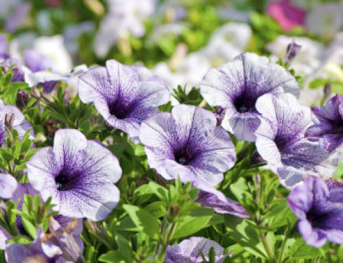 Petunias