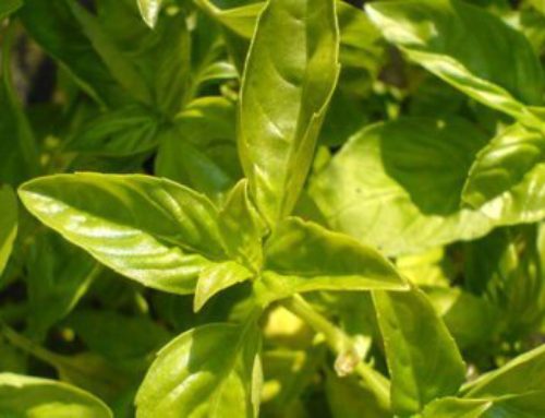 Basil: How to grow