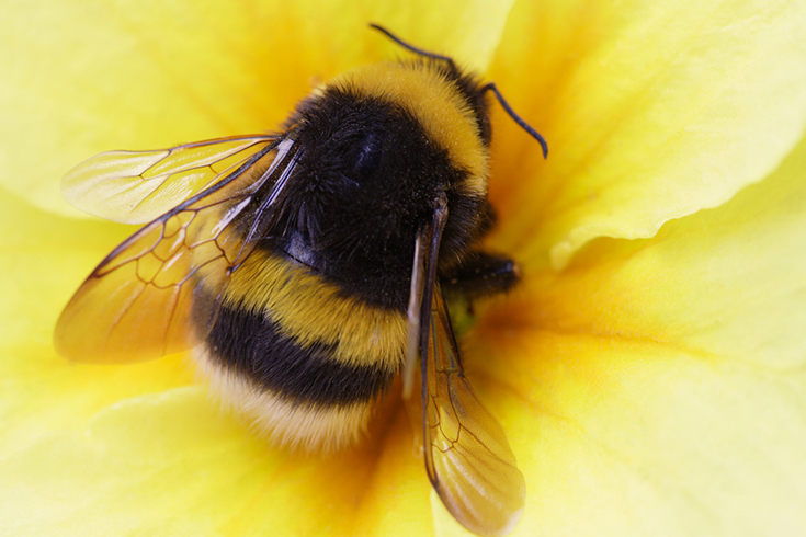 bee