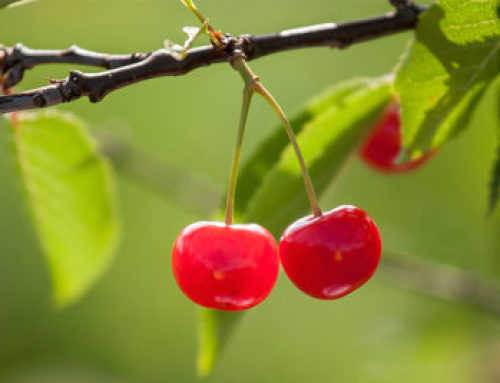 Growing Fruit