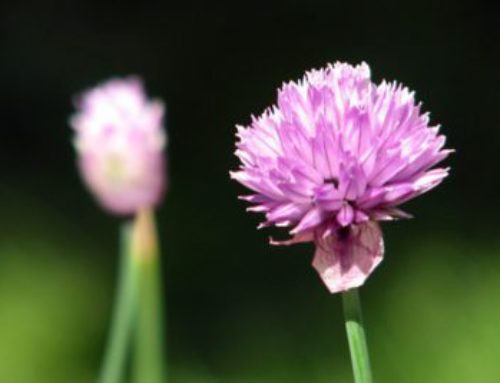 Chives: How to grow