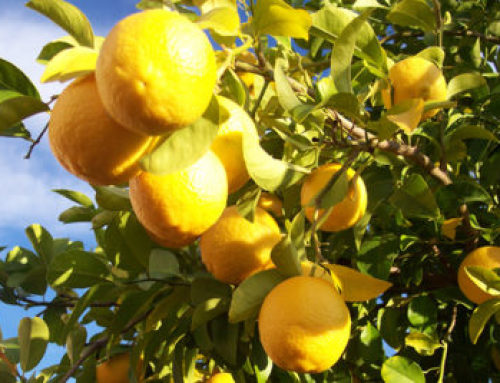 Citrus trees: How to grow