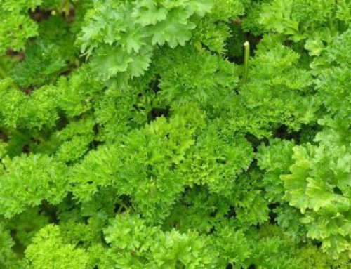 Parsley: How to grow