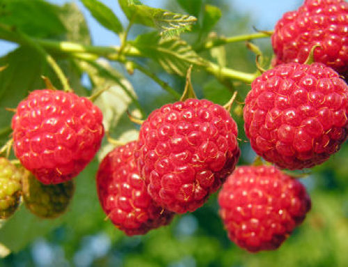 Raspberries: How to grow