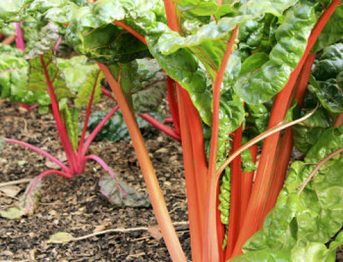Rhubarb: How to grow