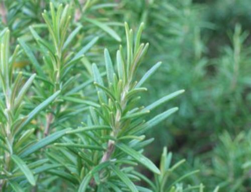 Rosemary: How to grow