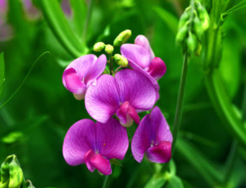 Sweet Peas