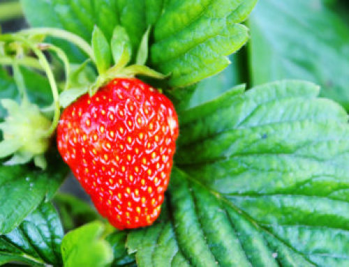 Strawberries: How to Grow