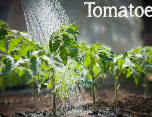 Tomatoes: How to Grow