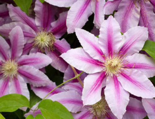 Year Round Clematis