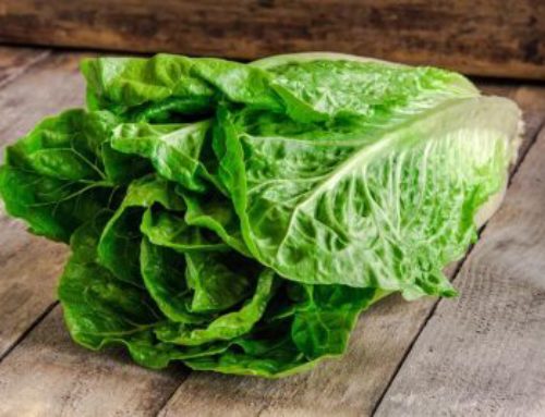 Sow winter lettuce