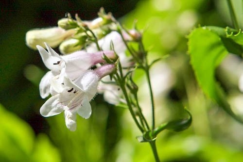 Penstemon digitalis 'Husker Red' - www.simpsonsnurseries.com