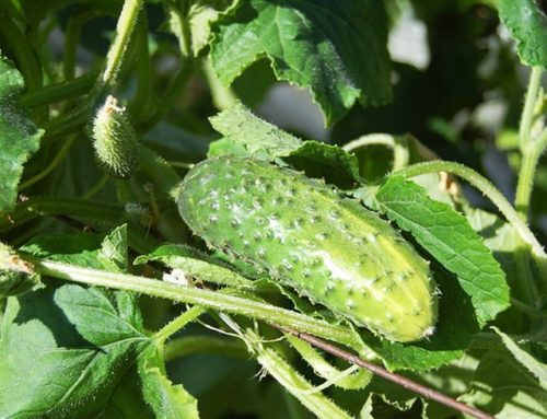 Growing Greenhouse Cucumbers