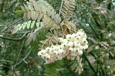 sorbus koehneana