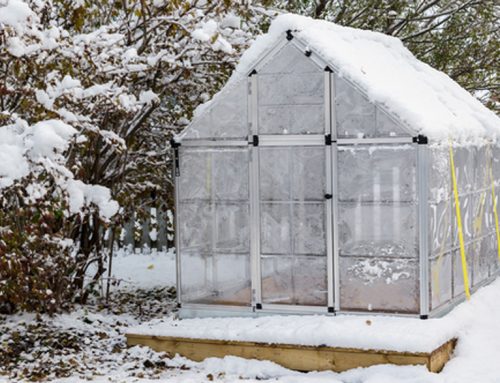 Give your Greenhouse a Good Scrub