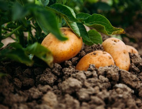 Grow super-early potatoes