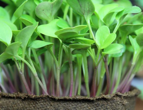 Grow microgreens