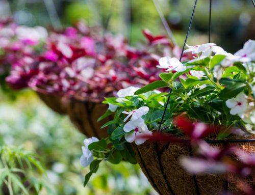 Plant up an edible hanging basket