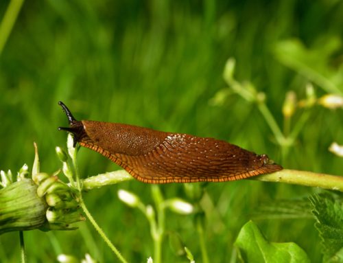 Tackle Slugs