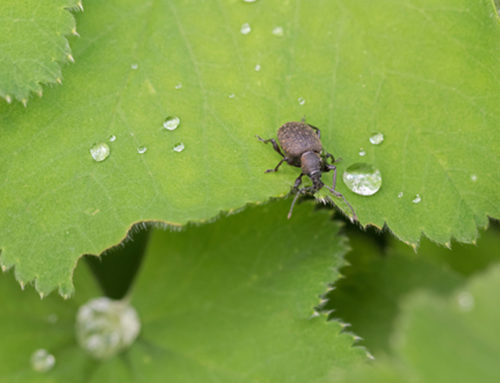 Tackling vine weevils