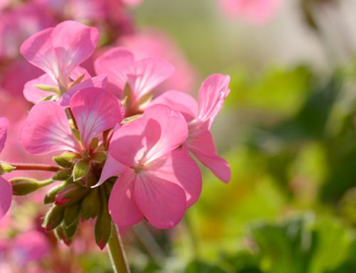 How to protect non-hardy plants?