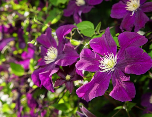 Planting Clematis