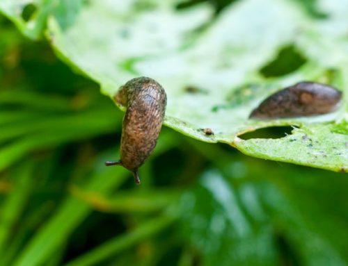 Slugs and Snails