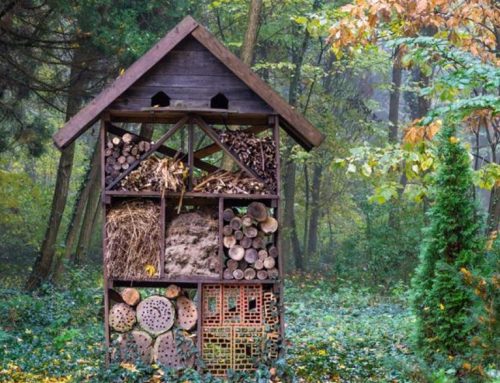 Install an insect hotel