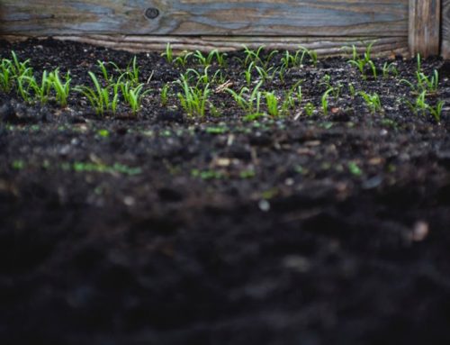 How to improve your soil this time of year?