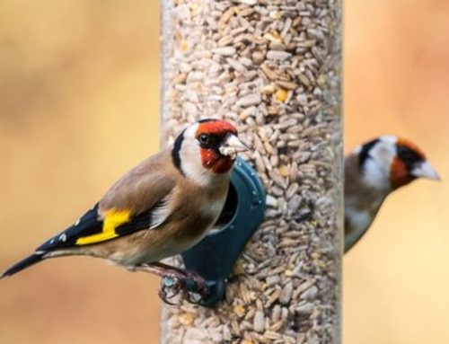 Looking after birds during winter