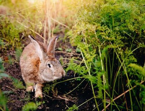 Avoid rabbit damage