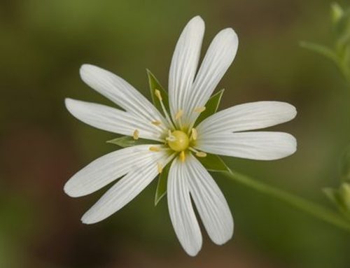 Keep up with the winter weeding